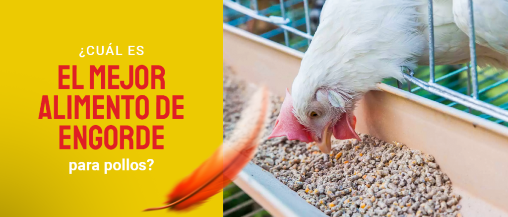 alimento de engorde para pollos