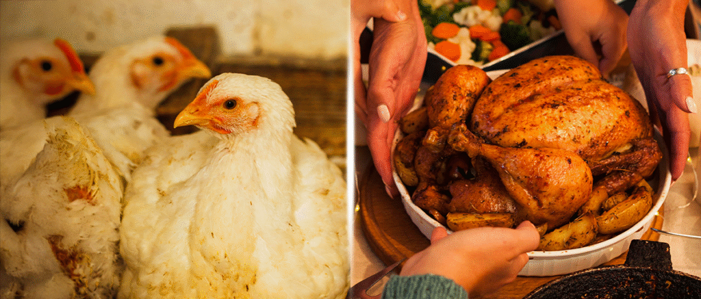 calidad del pollo venezolano