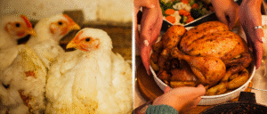 calidad del pollo venezolano