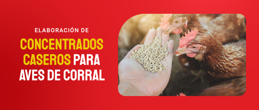 concentrados caseros