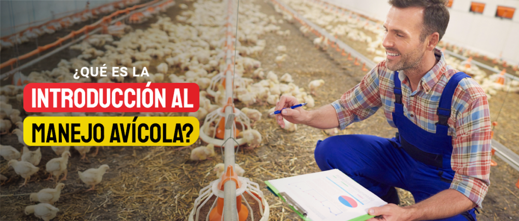 manejo avícola