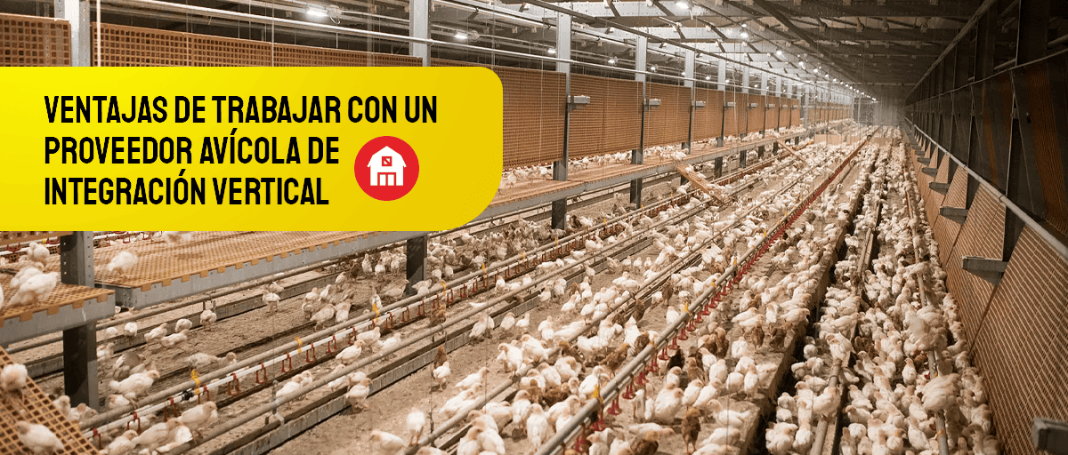 proveedor avícola de integración vertical